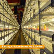 Automatic H Frame Chicken Raising System for Meat Production